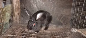 Rabbit Meat of Various Sizes
