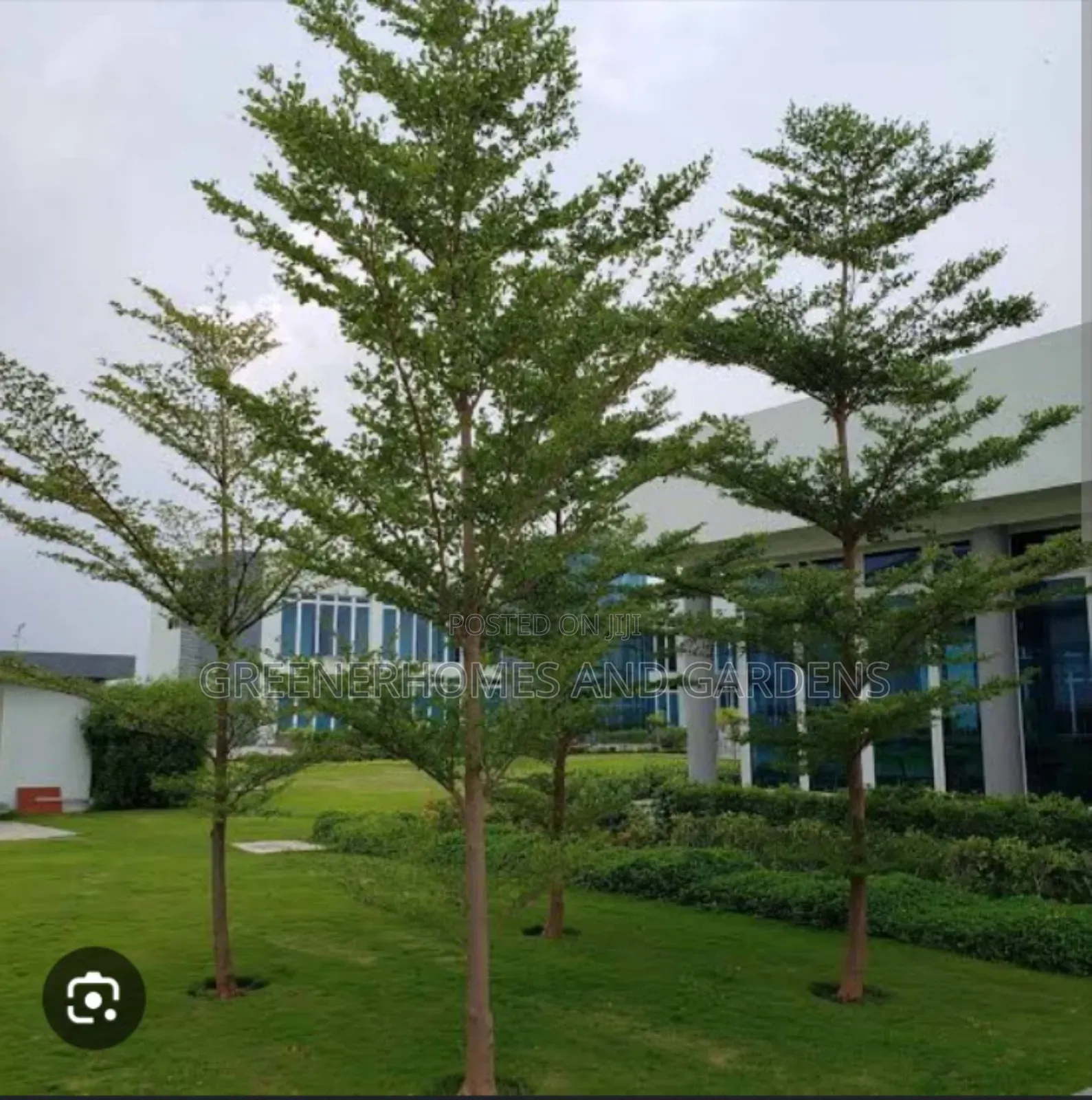 Trees for Shade