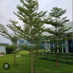 Trees for Shade
