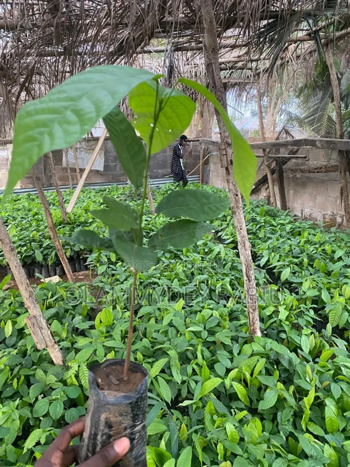 Hybrid Cocoa Seedlings