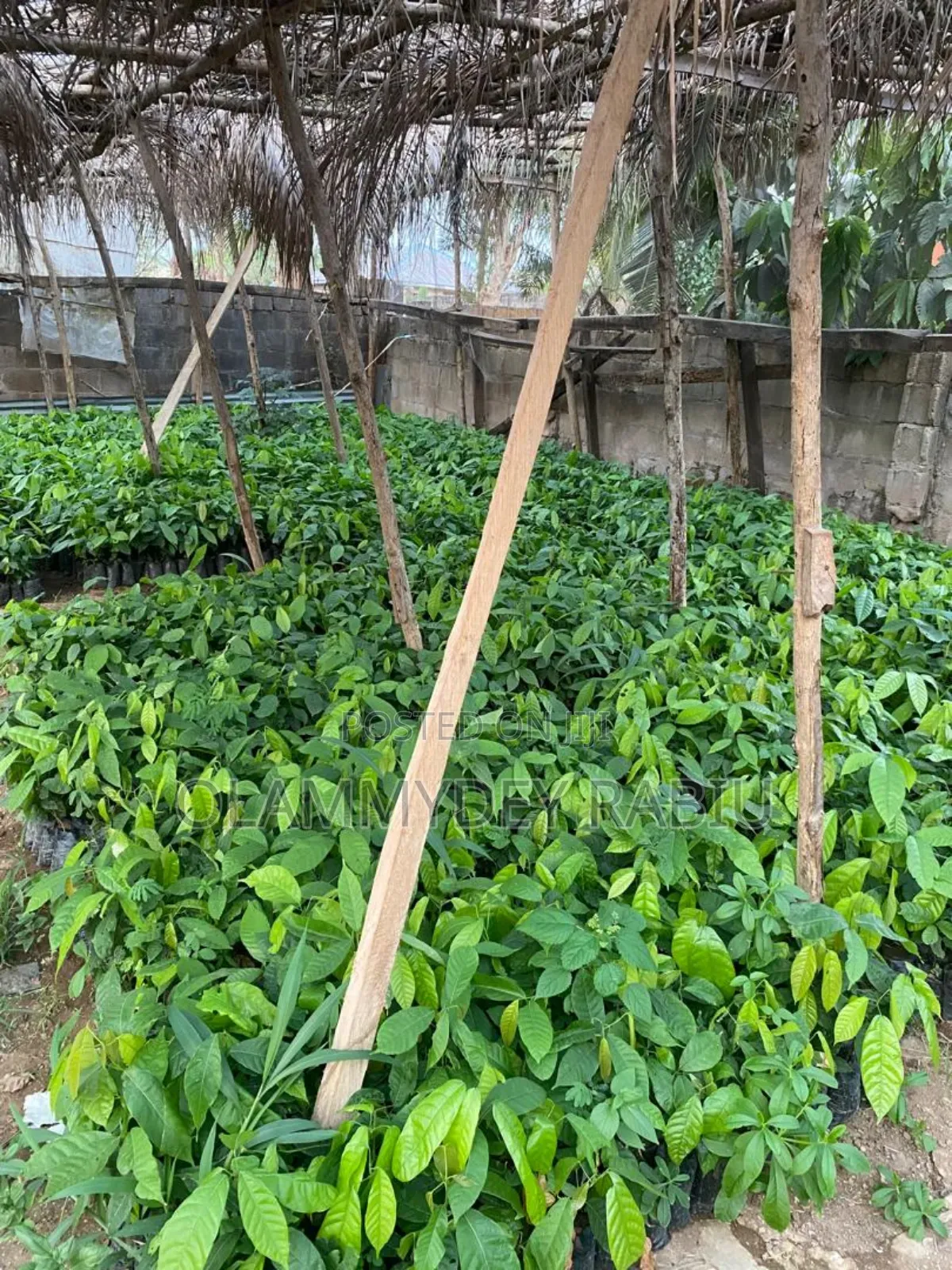 Hybrid Cocoa Seedlings