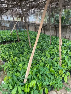 Hybrid Cocoa Seedlings