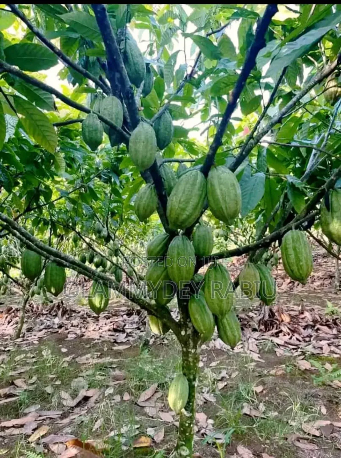 Hybrid Cocoa Seedlings