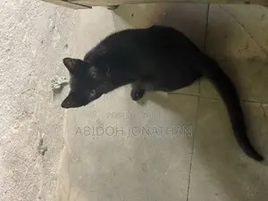 Photo - 1-3 months Female Mixed Breed American Shorthair
