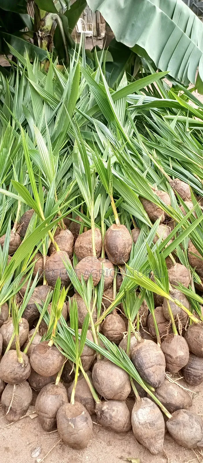 High Yield Coconut Seedlings