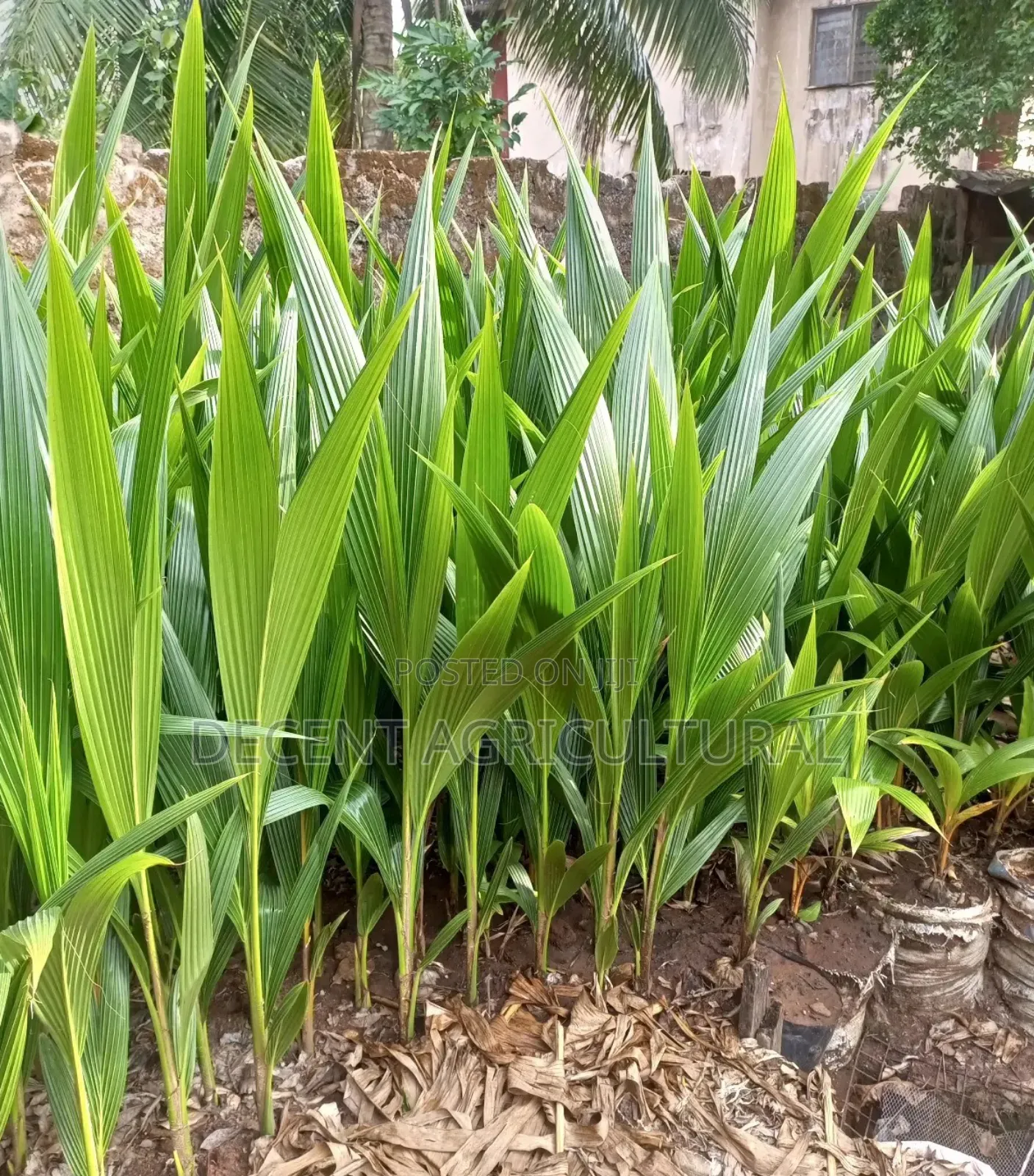 High Yield Coconut Seedlings