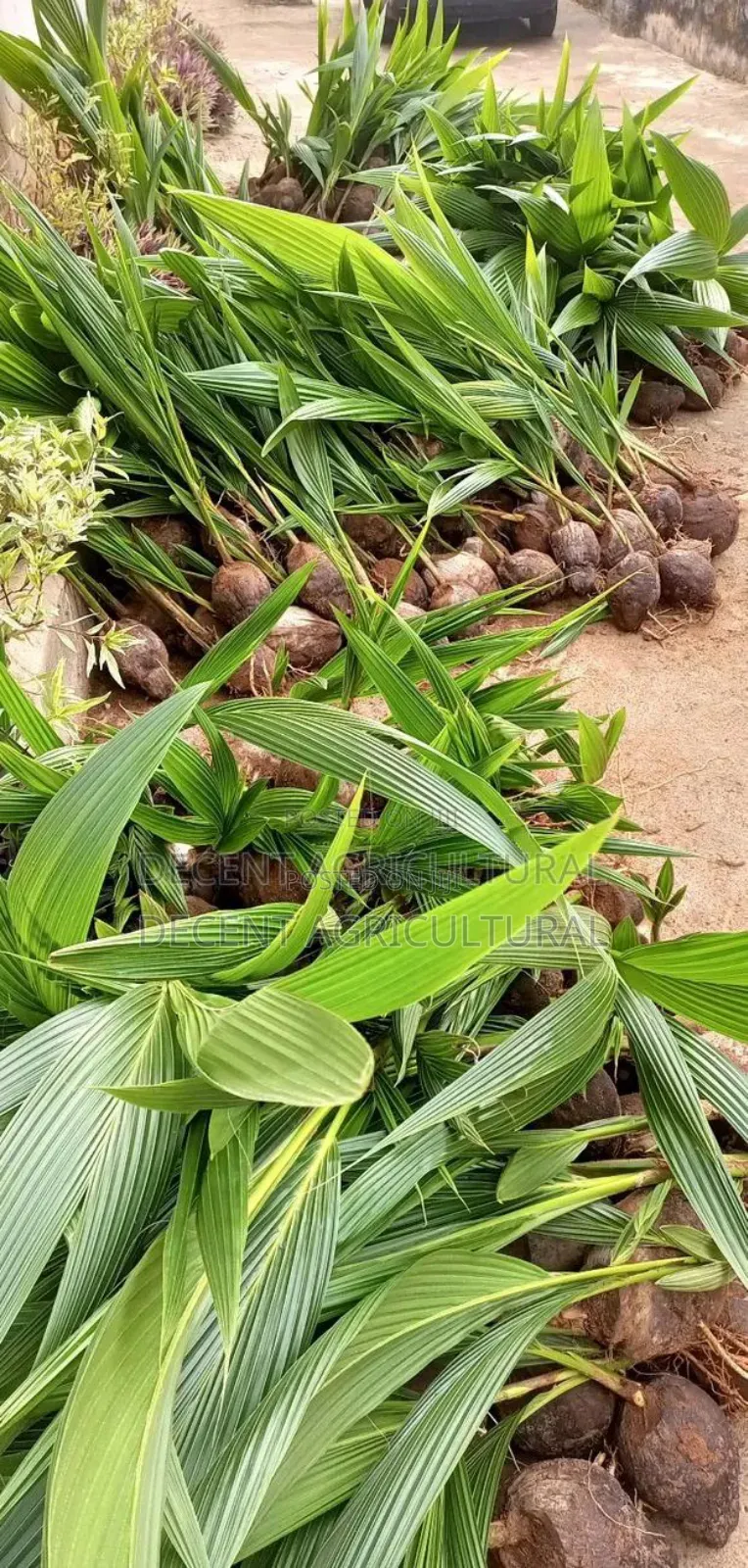 High Yield Coconut Seedlings