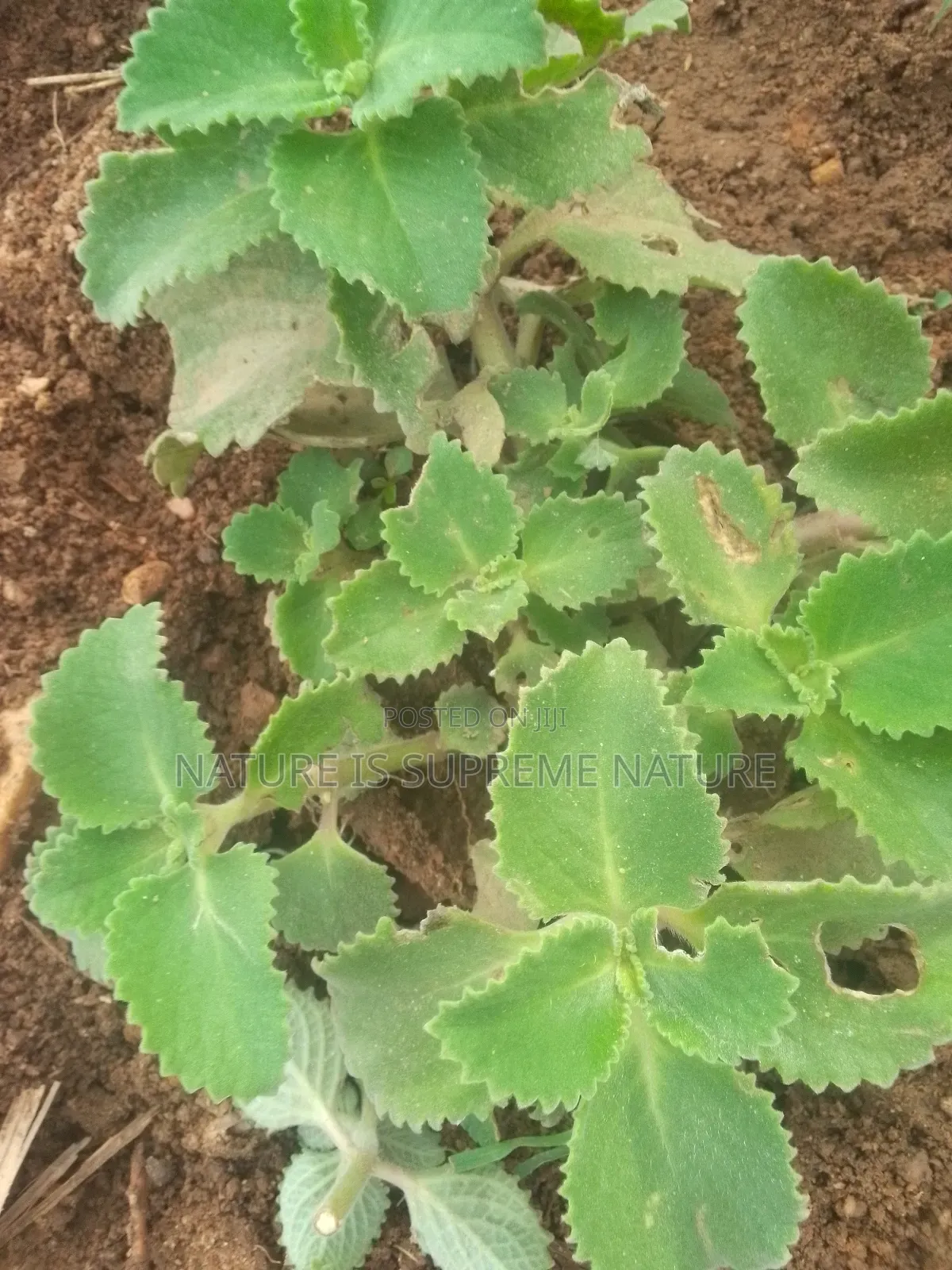 Cuban Oregano