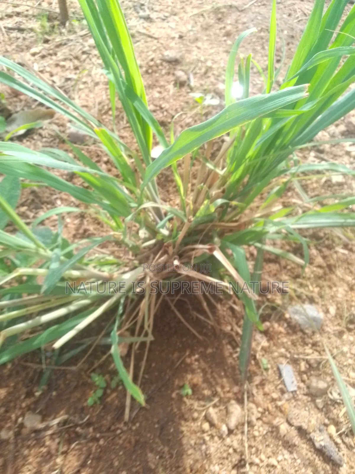 Lemon Grass Roots