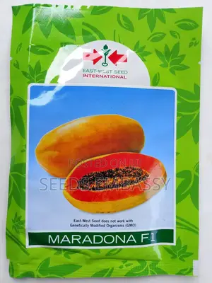 Maradona F1 Pawpaw Seeds