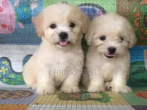 1-3 months Female Purebred Lhasa Apso