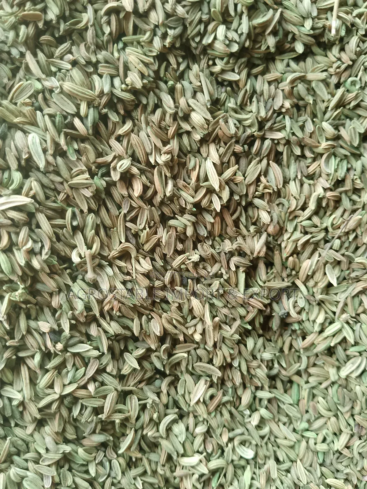 Fennel Seeds