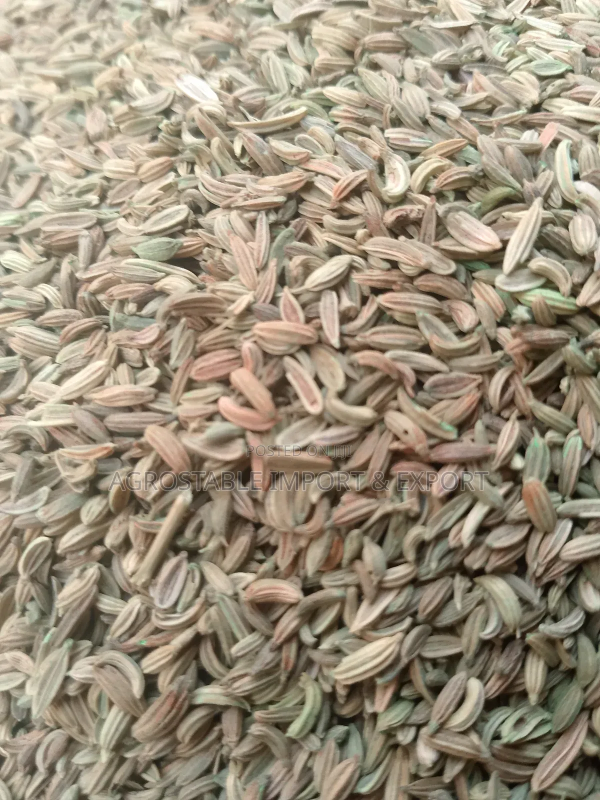 Fennel Seeds