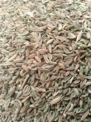 Fennel Seeds