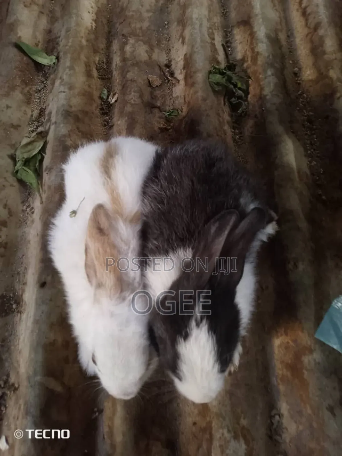Exotic Rabbit Breeds