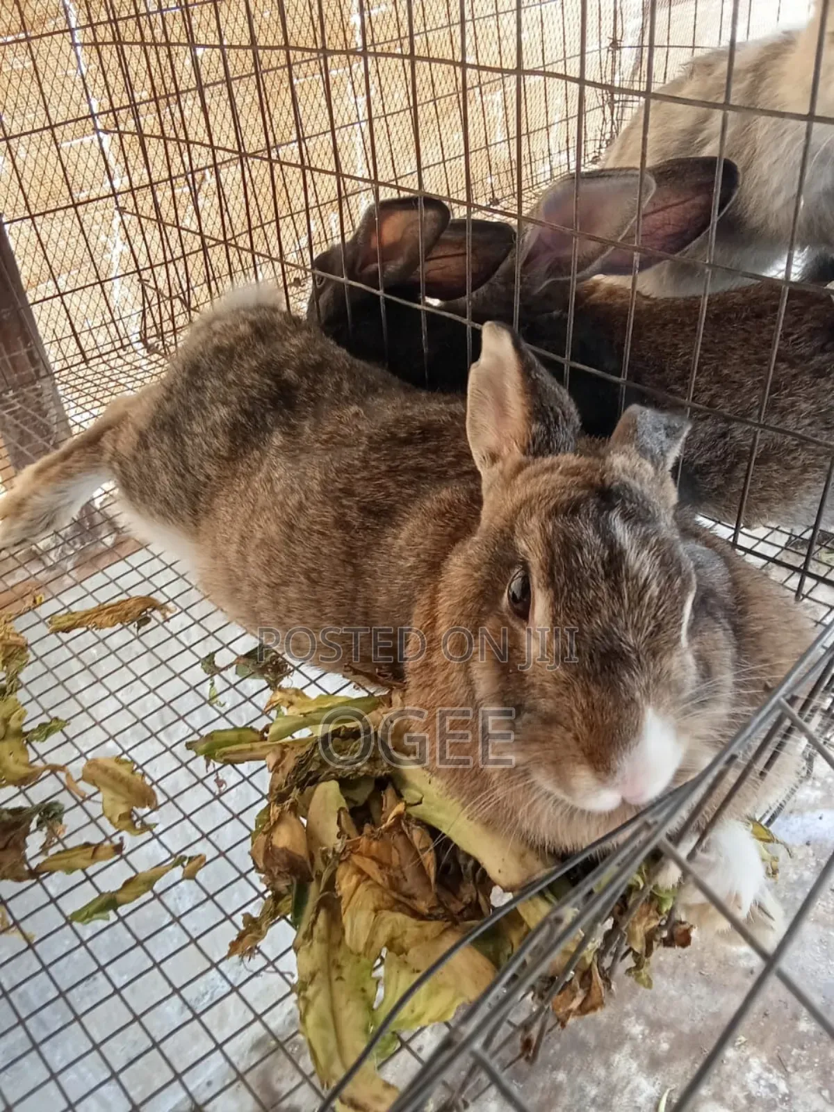 Exotic Rabbit Breeds