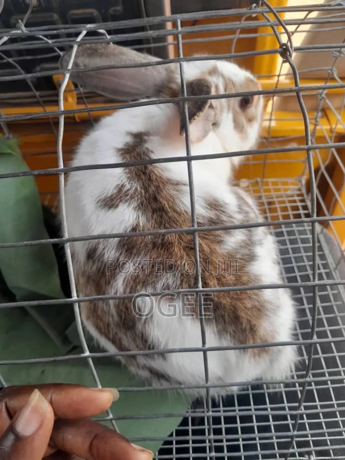 Exotic Rabbit Breeds