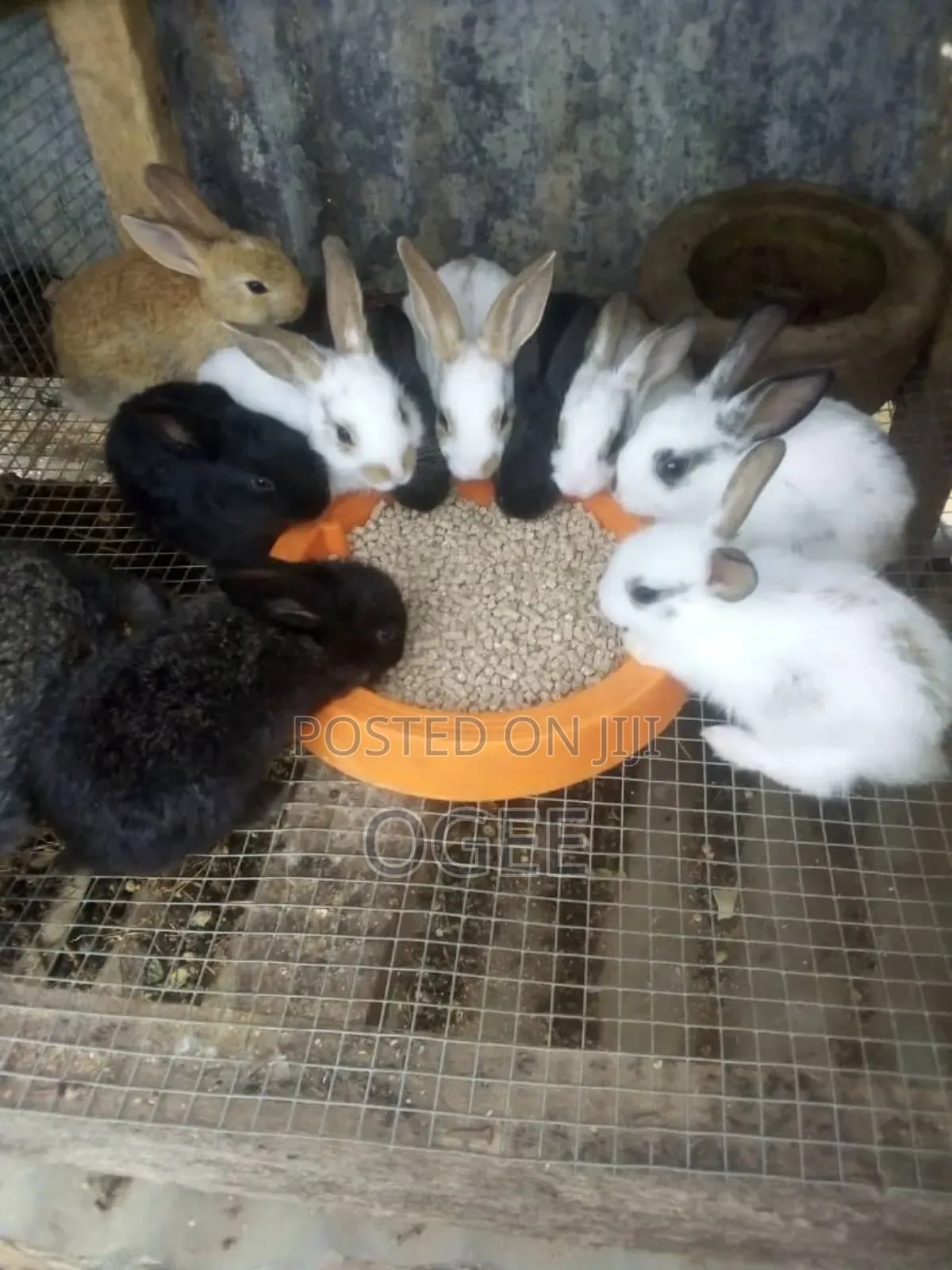 Exotic Rabbit Breeds