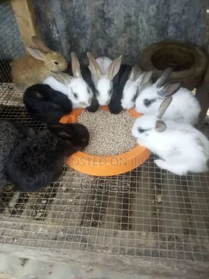 Exotic Rabbit Breeds