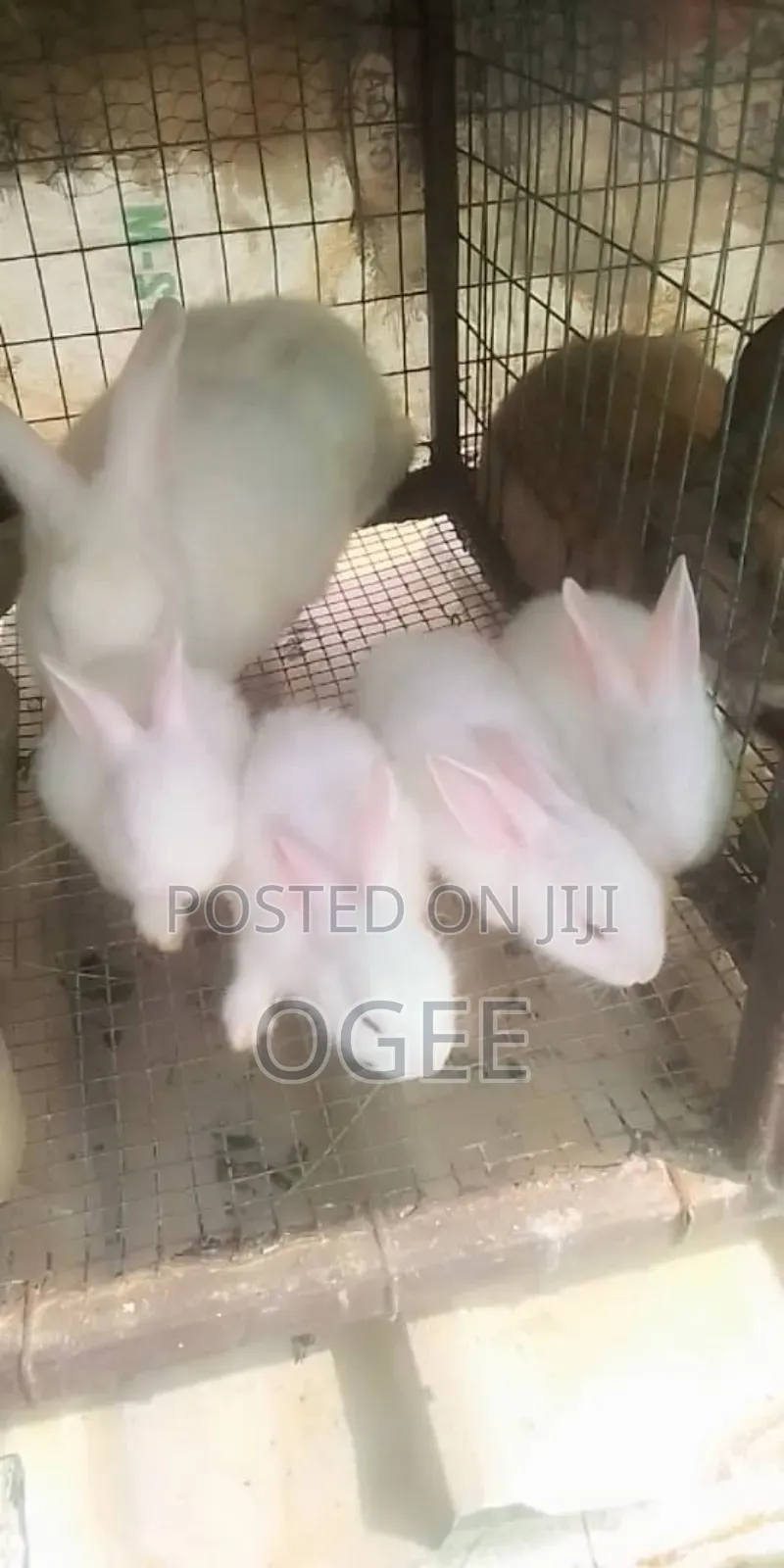 Exotic Rabbit Breeds
