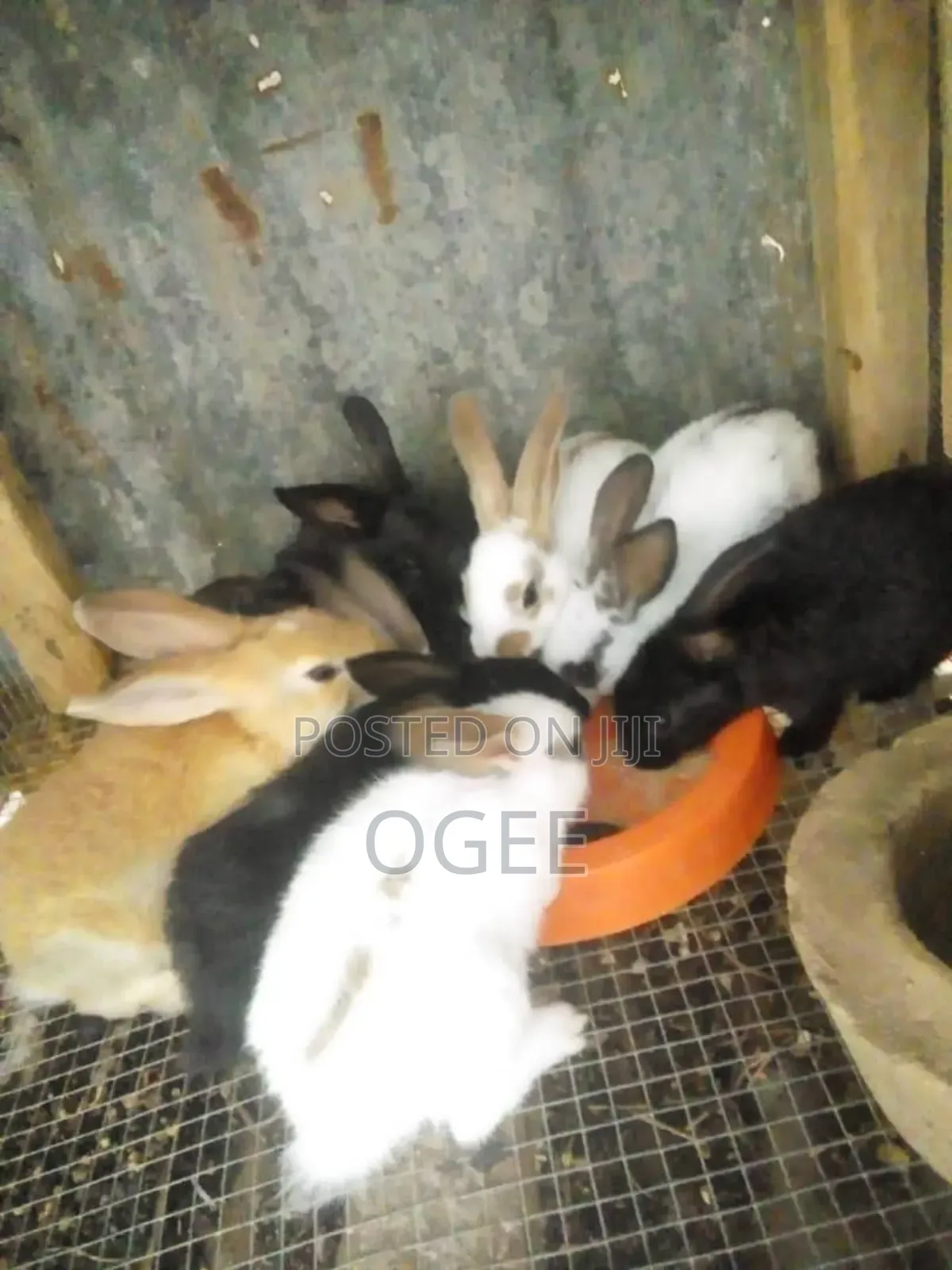 Exotic Rabbit Breeds