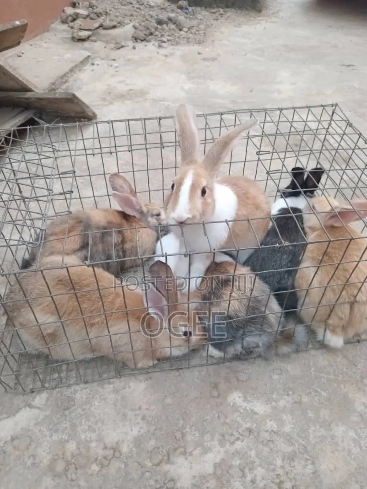 Exotic Rabbit Breeds