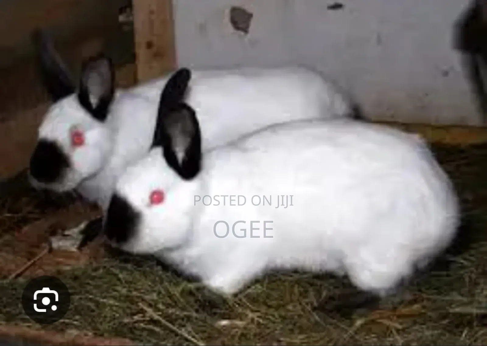 Exotic Rabbit Breeds