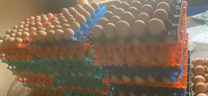 Fresh Eggs