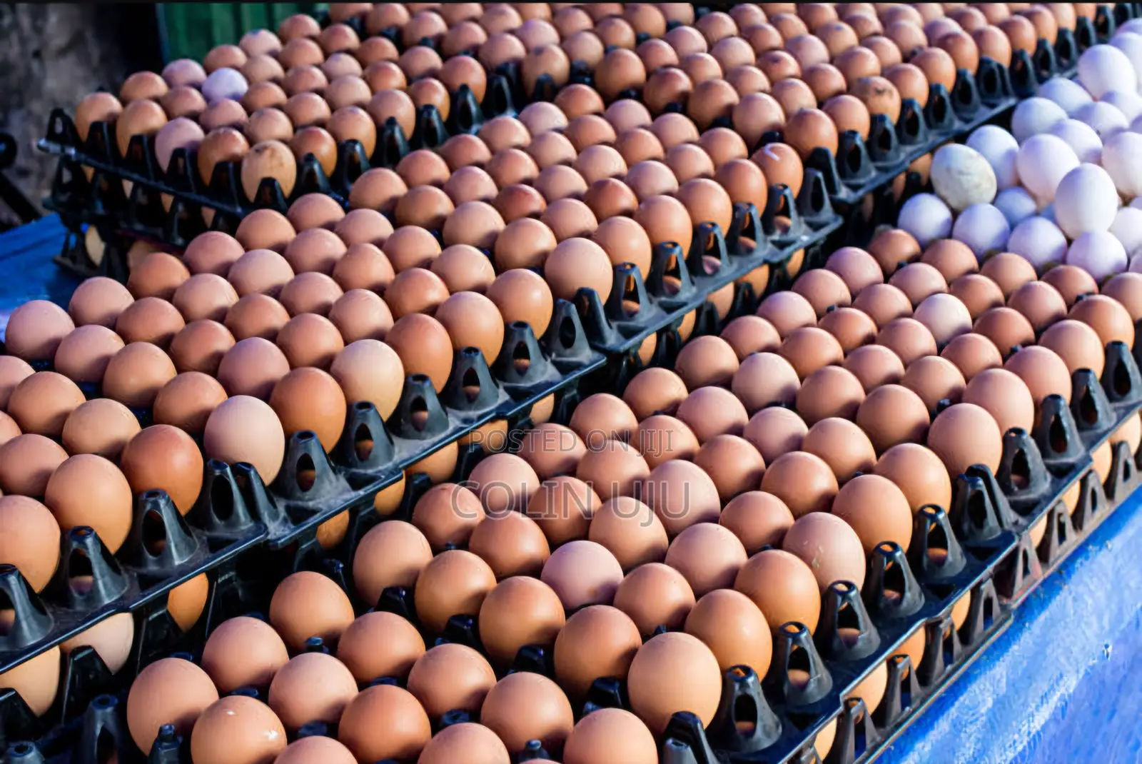 Wholesale Eggs