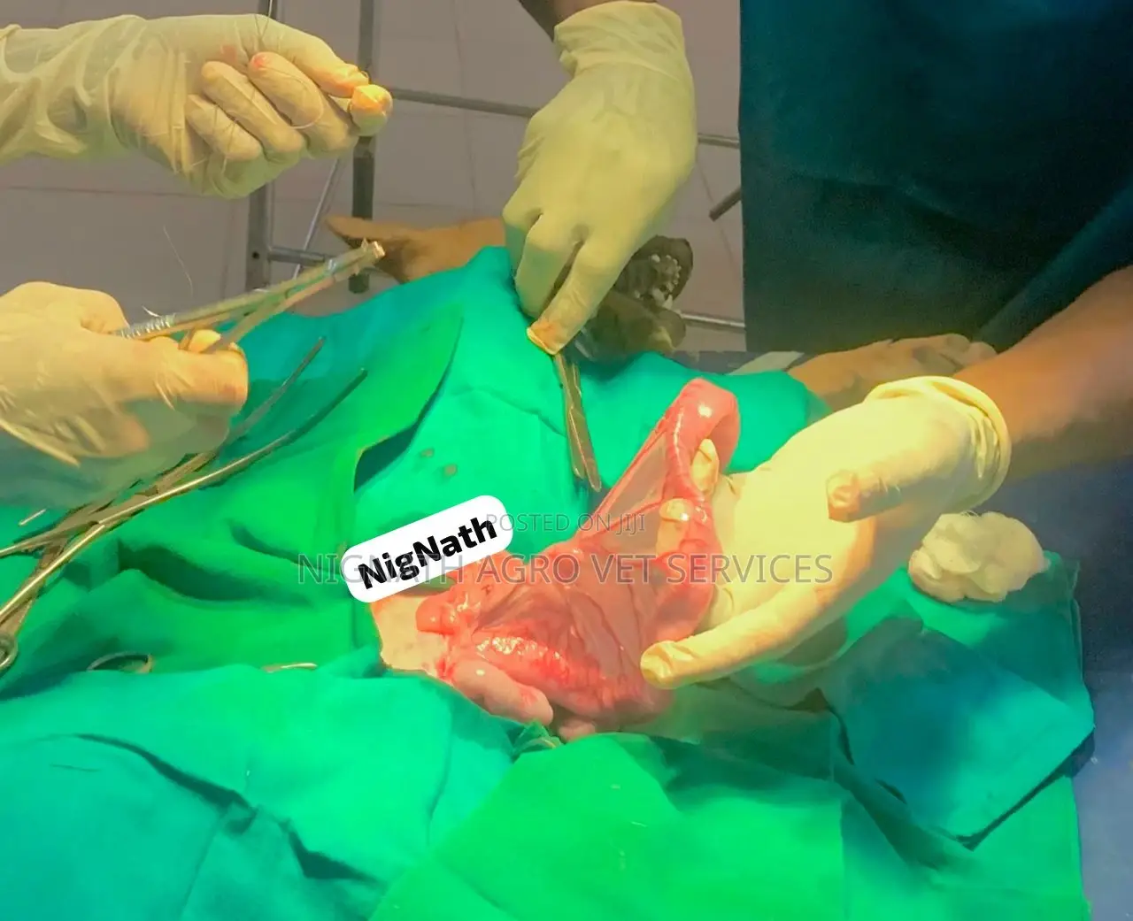 Veterinary Doctor