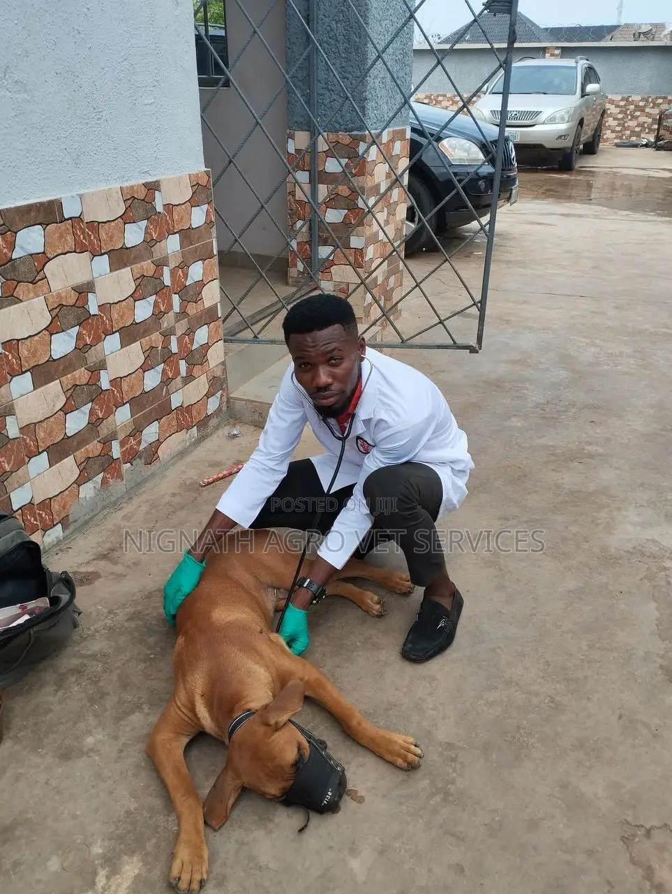 Veterinary Doctor