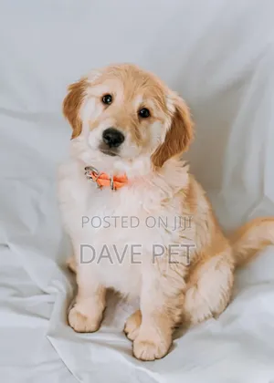 1-3 months Male Purebred Golden Retriever