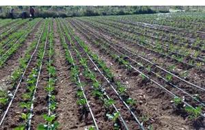 Photo - Drip Irrigation Complet Kits in Ibadan