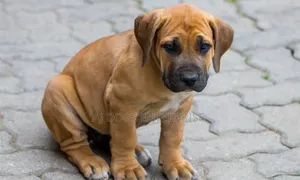1-3 months Female Purebred Boerboel