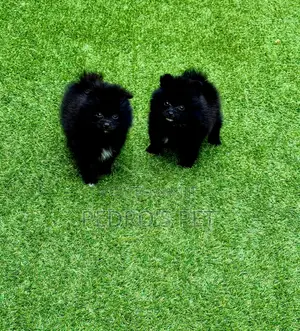 1-3 months Female Purebred Pomeranian