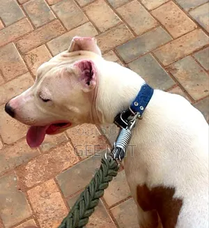Photo - 6-12 months Male Purebred American Pit Bull Terrier