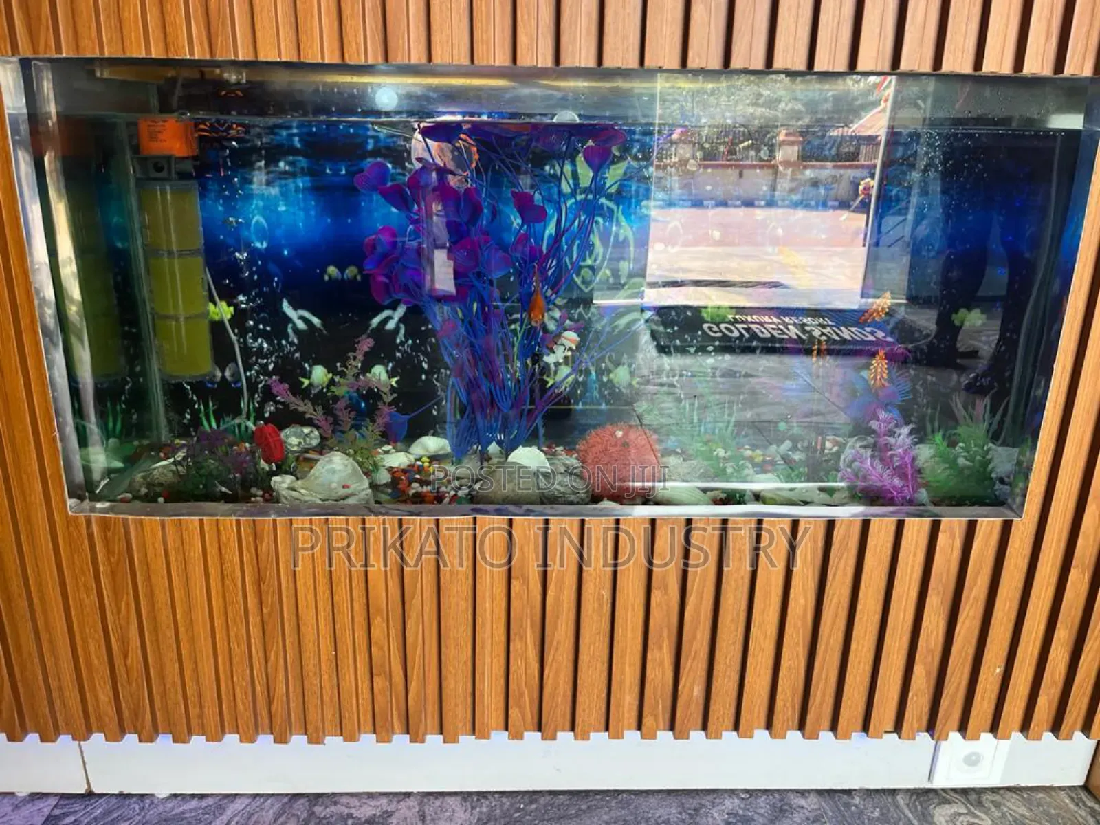 Aquarium Tank Installation and Fishes
