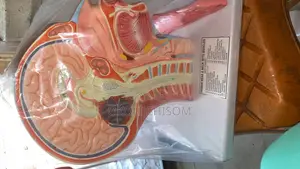 Head and Neck