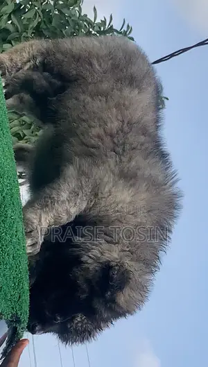 1-3 months Female Purebred Caucasian Shepherd