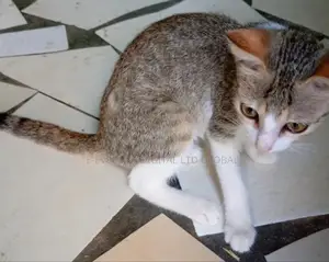 3-6 months Female Purebred Exotic