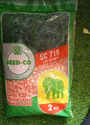 Photo - Hybrid Maize Seed