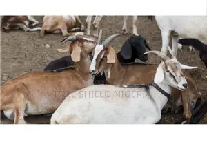 Photo - Live Goats