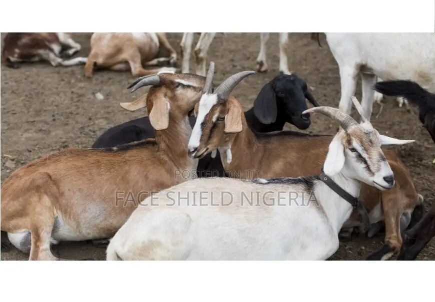 Live Goats