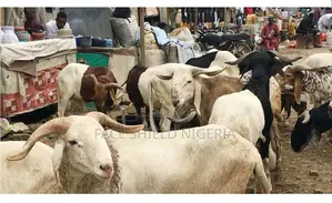 Live Rams Available