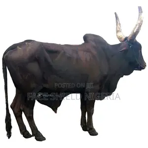 Photo - Live Cows Available