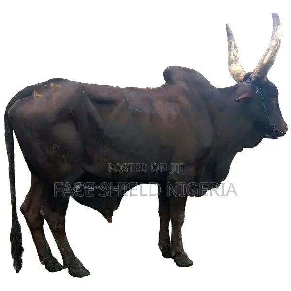 Live Cows Available
