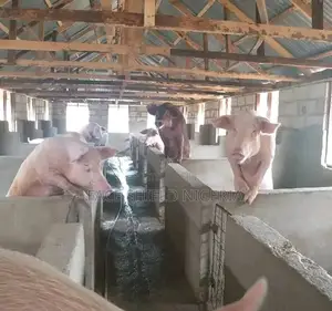 Photo - Live Pig 50kg+