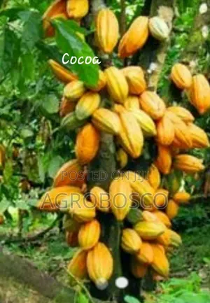 Improved Hybrid Cocoa Seedling (Crin Tc-8)
