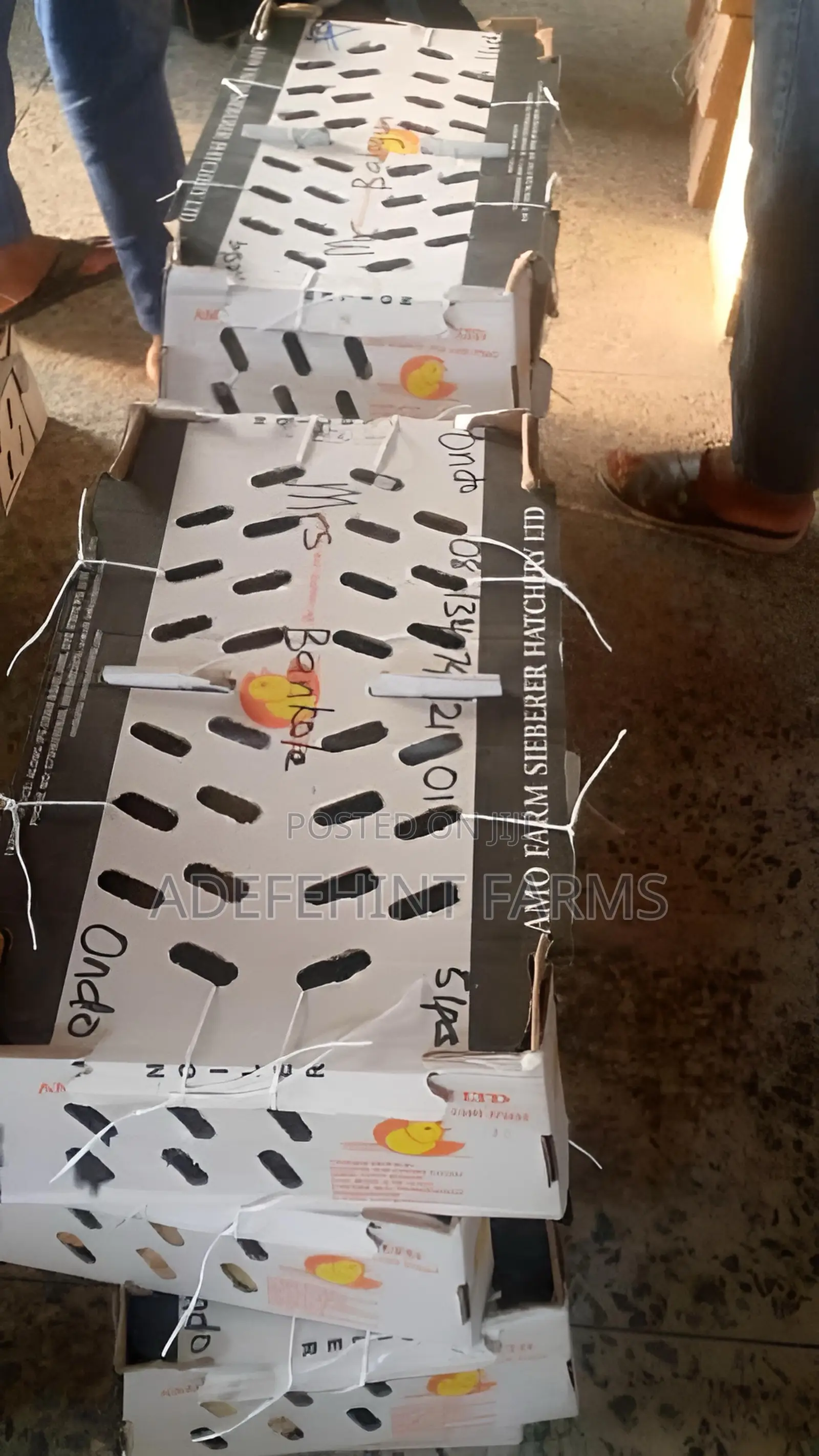 Amo Broilers (Vaccinated)