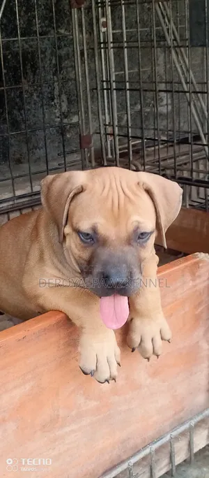 1-3 months Male Purebred Boerboel